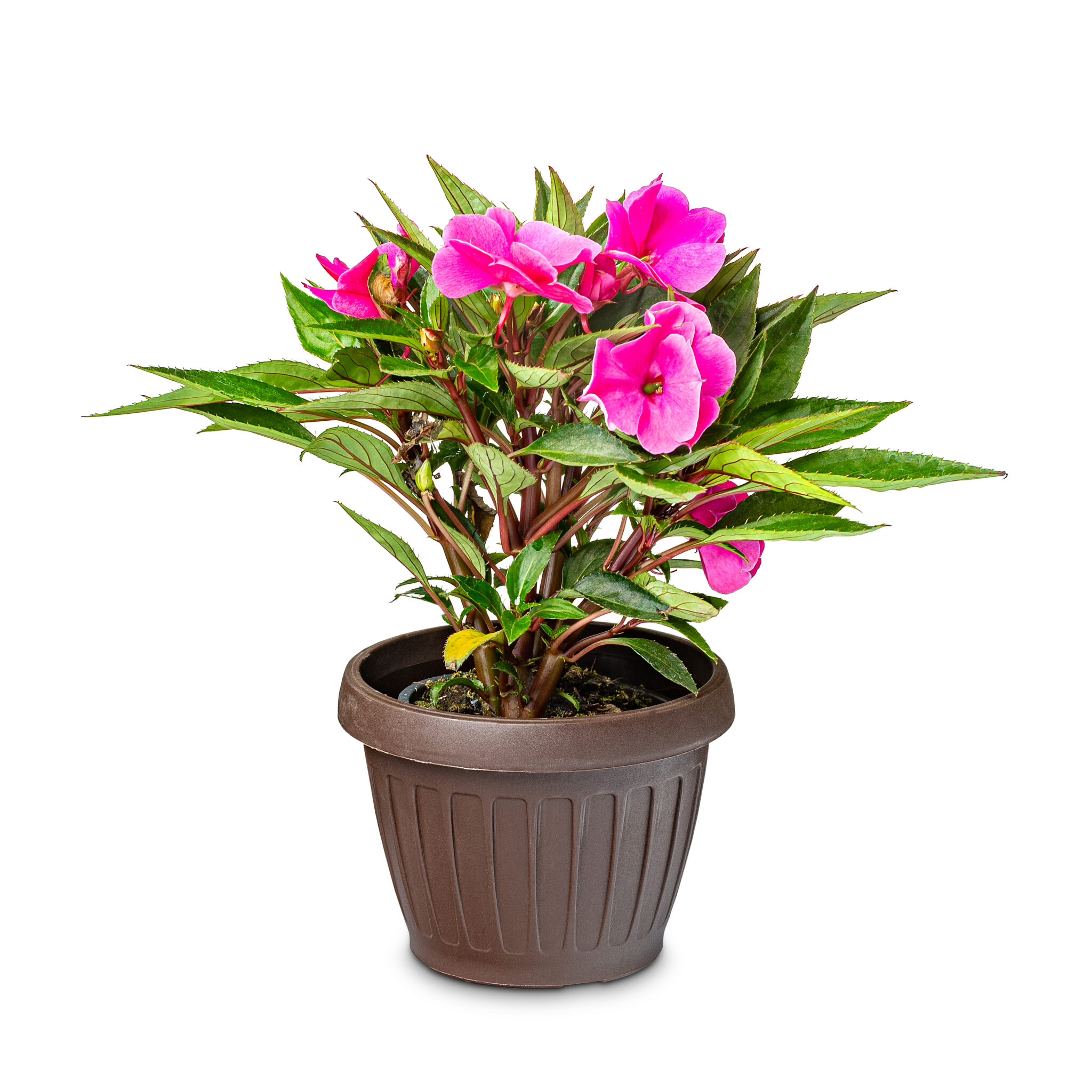 Plantas de Flor